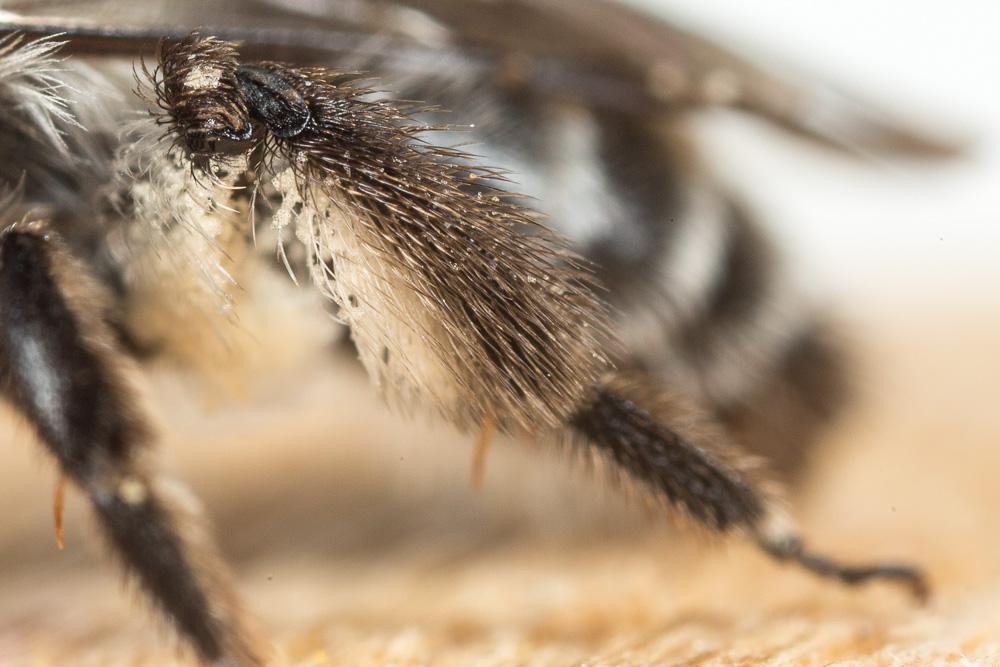 Andrena solenopalpa Benoist, 1945
