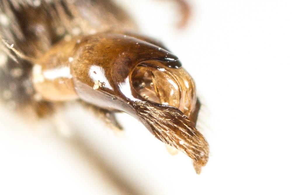 Andrena symphyti Schmiedeknecht, 1883