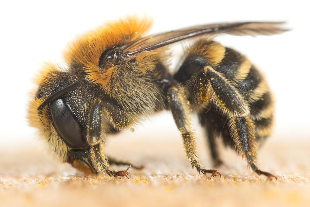 Osmia signata Erichson, 1835