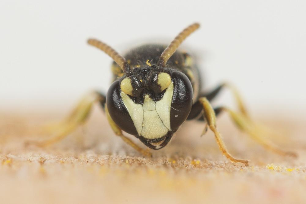 Hylaeus annularis (Kirby, 1802)