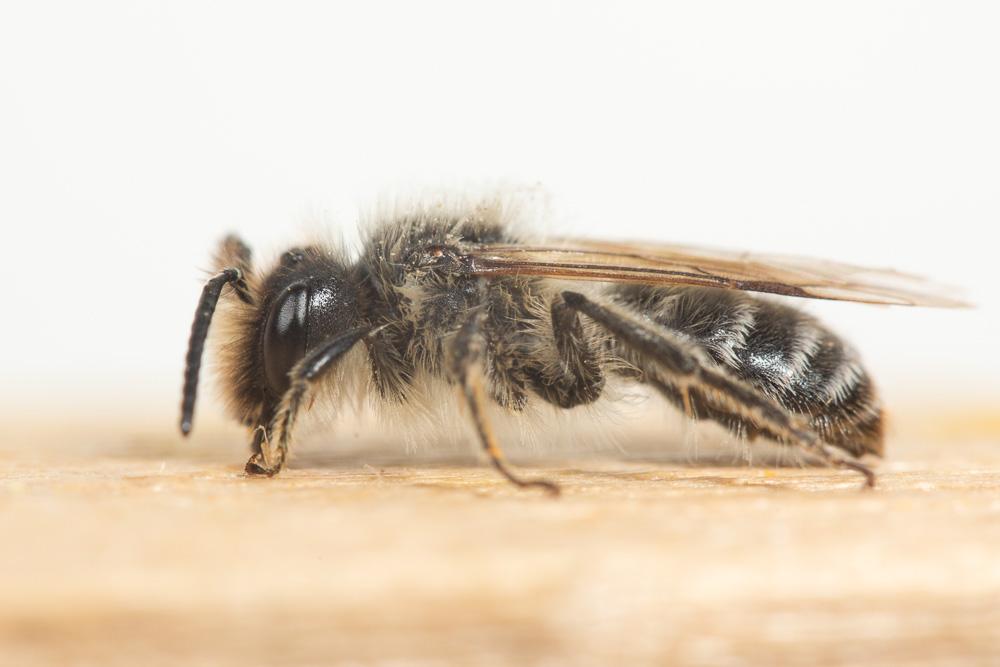 Andrena flavipes Panzer, 1799