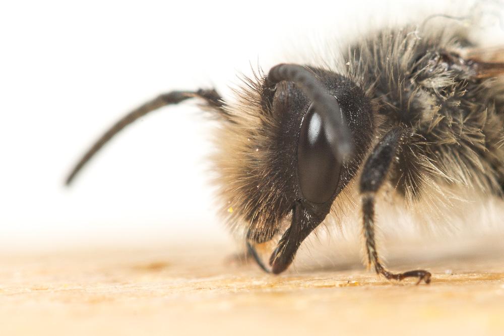 Andrena flavipes Panzer, 1799