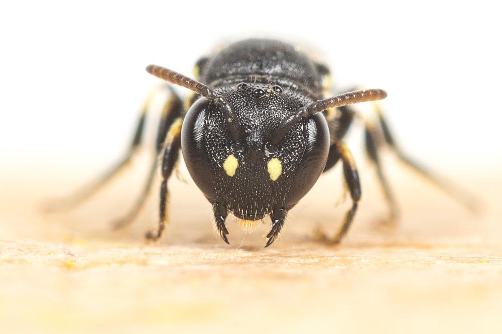 Hylaeus annularis (Kirby, 1802)