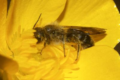  Chelostoma florisomne (Linnaeus, 1758)