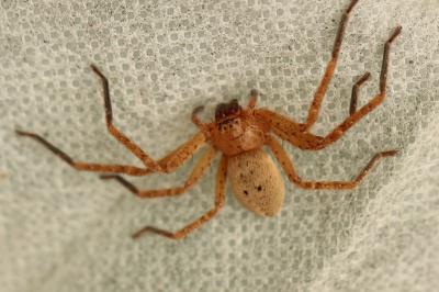  Olios argelasius (Walckenaer, 1806)
