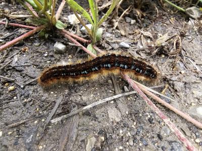 Franconienne (La) Malacosoma franconicum (Denis & Schiffermüller, 1775)