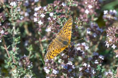 Mélitée du Plantain (La), Déesse à ceinturons (La) Melitaea cinxia (Linnaeus, 1758)