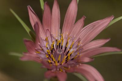 Salsifis blanc Tragopogon porrifolius subsp. eriospermus (Ten.) Greuter