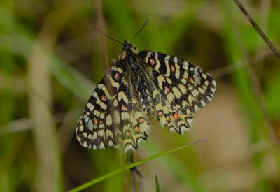 Proserpine (La), Thaïs écarlate (La), Proserpine d Zerynthia rumina (Linnaeus, 1758)
