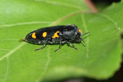  Ptosima undecimmaculata (Herbst, 1784)