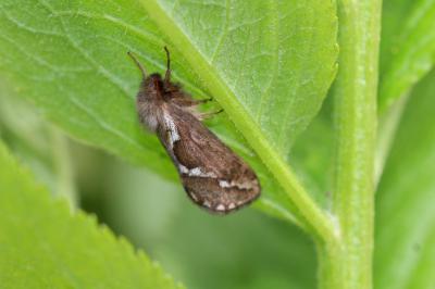 Louvette (La) Korscheltellus lupulinus (Linnaeus, 1758)