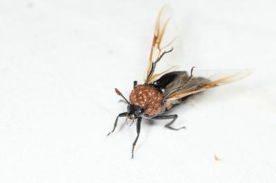 Silphe des rivages Necrodes littoralis (Linnaeus, 1758)