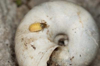  Lamprohiza mulsantii (Kiesenwetter, 1850)