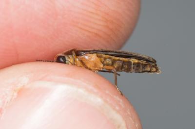  Lamprohiza mulsantii (Kiesenwetter, 1850)