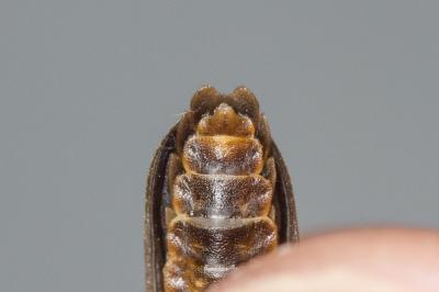  Lamprohiza mulsantii (Kiesenwetter, 1850)
