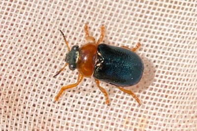  Smaragdina salicina (Scopoli, 1763)