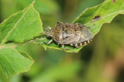 Punaise nébuleuse, Punaise grise Rhaphigaster nebulosa (Poda, 1761)