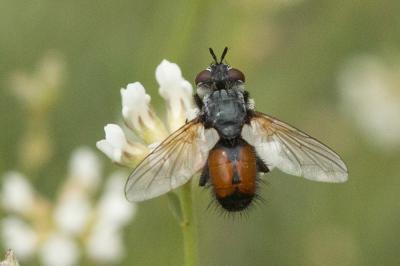  Cylindromyia Meigen, 1803