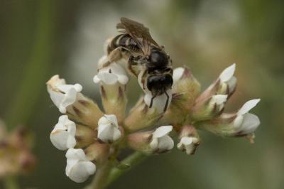  Lasioglossum marginatum (Brullé, 1832)