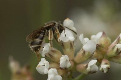  Lasioglossum marginatum (Brullé, 1832)