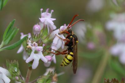  Nomada mutica Morawitz, 1872