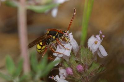  Nomada mutica Morawitz, 1872