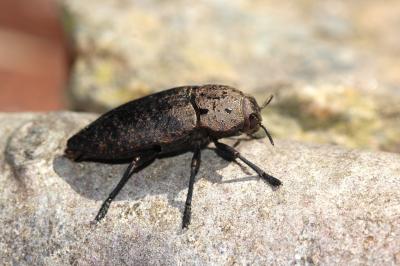Capnode de l'Oseille Capnodis tenebricosa (Olivier, 1790)