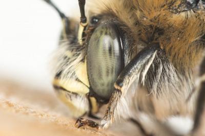 Anthophore cuissarde Anthophora femorata (Olivier, 1789)