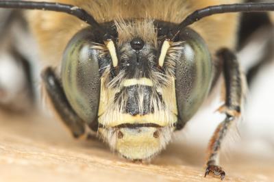Anthophore cuissarde Anthophora femorata (Olivier, 1789)