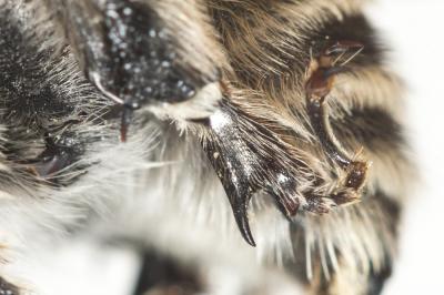 Anthophore cuissarde Anthophora femorata (Olivier, 1789)