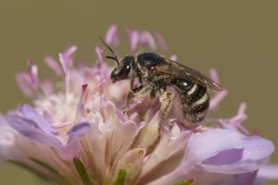 Lasioglossum discus discus (Smith, 1853)