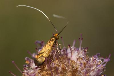  Nemophora metallica (Poda, 1761)
