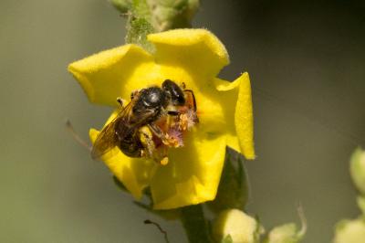  Lasioglossum malachurum (Kirby, 1802)