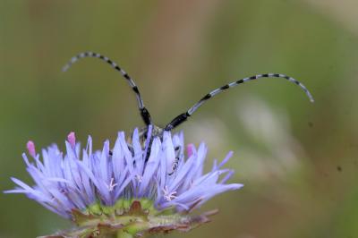 Agapanthie du chardon Agapanthia cardui (Linnaeus, 1767)