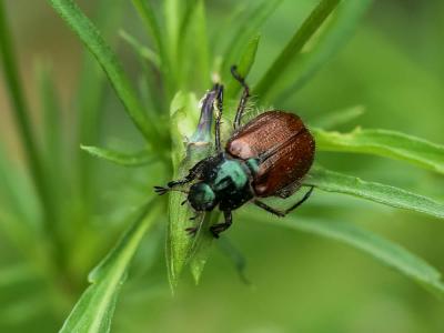 Hanneton des jardins Phyllopertha horticola (Linnaeus, 1758)