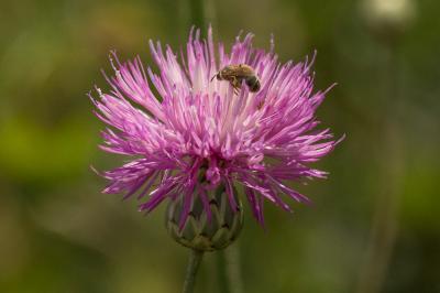  Lasioglossum malachurum (Kirby, 1802)