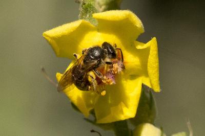  Lasioglossum malachurum (Kirby, 1802)