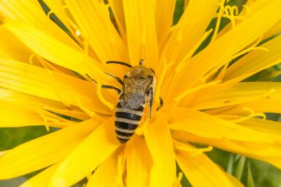  Colletes nigricans Gistel, 1857