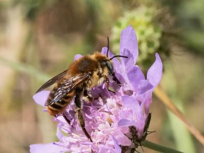  Megachile Latreille, 1802