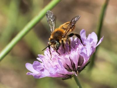  Megachile Latreille, 1802