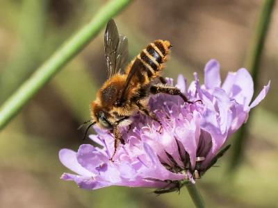  Megachile Latreille, 1802