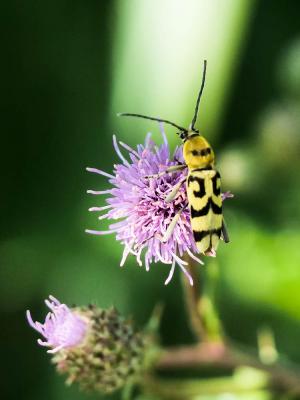 Clyte varié Chlorophorus varius (Müller, 1766)