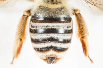 Eucère rousse Eucera rufa (Lepeletier, 1841)