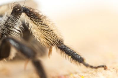  Andrena symphyti Schmiedeknecht, 1883