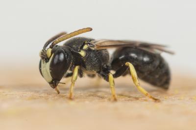  Hylaeus annularis (Kirby, 1802)