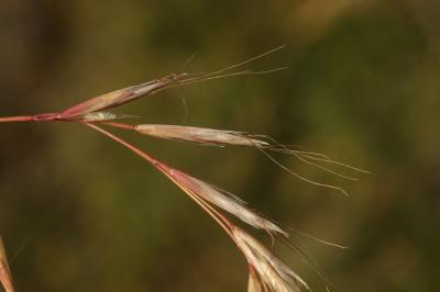 Avoine Brome Helictochloa bromoides (Gouan) Romero Zarco, 2011