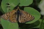 Mélitée du Plantain (La), Déesse à ceinturons (La) Melitaea cinxia (Linnaeus, 1758)