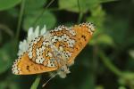 Mélitée du Plantain (La), Déesse à ceinturons (La) Melitaea cinxia (Linnaeus, 1758)