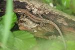 Lézard des murailles Podarcis muralis (Laurenti, 1768)