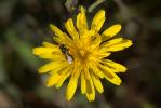  Lasioglossum Curtis, 1833